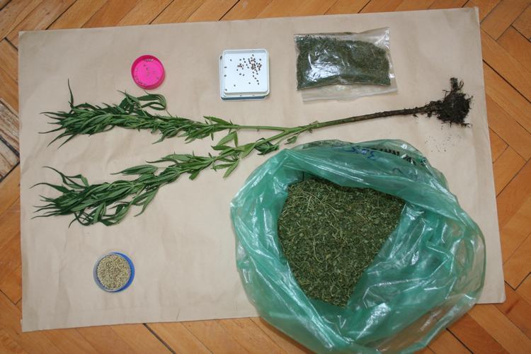 Slika Droga/%C4%8Cabar-droga.JPG