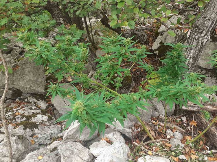 Slika Droga/%C4%8Cavli71%20(3).jpg