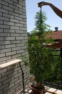 Slika Droga/marih-mala.JPG