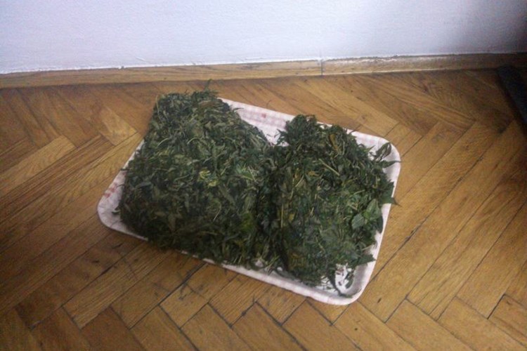 Slika Droga/trava1.jpg