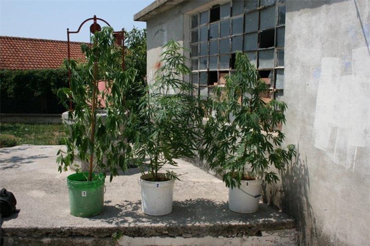 Slika vijesti/2015/BAKAR-KONOPLJA.jpg